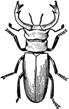 an insect with long legs and large antennae, vintage line drawing or engraving illustration stock illustration