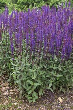 purple flowers are growing in the garden