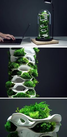 two pictures with plants growing out of the bottom, and on top of each other