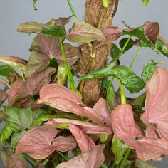 a potted plant with pink and green leaves