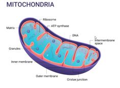 an animal cell labeled in the diagram below