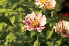 some pink and yellow flowers are in the grass by itself with other plants behind them