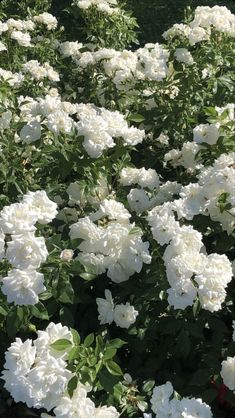 white flowers are blooming in the garden