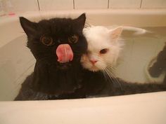 two cats in a bathtub with one cat sticking its tongue out to the side