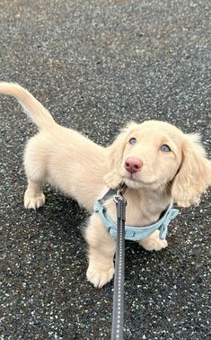 a small dog with a leash on it's neck