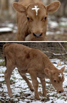 two pictures of brown cows standing in the snow