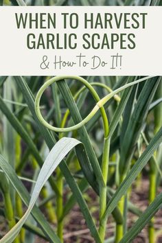 garlic plants with text overlay that reads when to harvest garlic scapes and how to do it