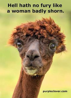 an alpaca looks at the camera while standing in front of a green field