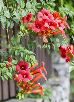 red flowers are hanging from the side of a fence in front of some green leaves