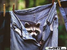 a raccoon sticking its head out of a pair of jeans hanging on a clothes line