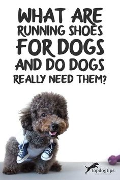 a dog wearing sneakers with the caption what are running shoes for dogs and do dogs really need them?