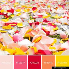 a bunch of flowers that are laying on the ground in front of each other with color swatches