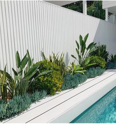 an outdoor swimming pool with plants growing on the edge and white wall in the background