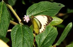 a butterfly sitting on top of a green leaf