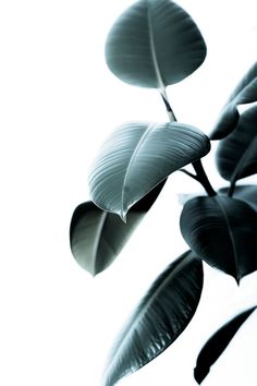 Baby Rubber Plant, Macro Fotografia, Plants Photography, Ficus Elastica, Rubber Plant, Photography Beach, Interior Plants