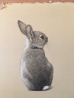 a drawing of a gray rabbit sitting on top of a piece of paper next to a wall