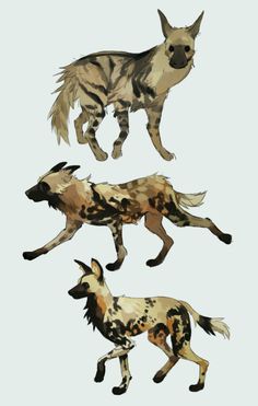 three different types of wild dogs on a white background