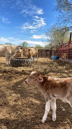 a baby calf standing in the dirt near other cows