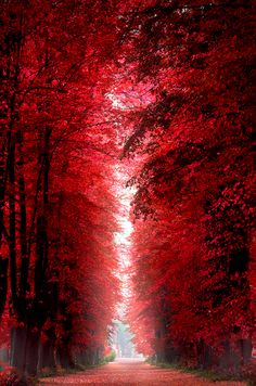 a red forest filled with lots of trees covered in fall leaves and the sun shining down on them