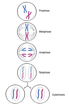 the structure of an animal's cell is shown in three different colors and sizes