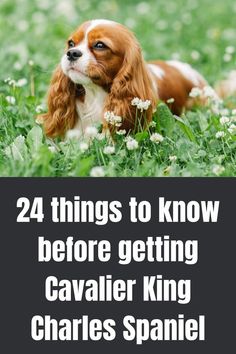 a brown and white dog laying in the grass with text overlay saying, 24 things to know before getting cavalier king charles spaniel