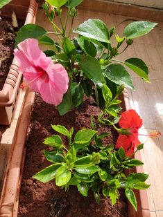 two pink flowers in a flower pot on the ground