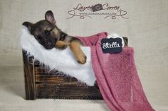 a small dog laying on top of a bed covered in a pink blanket and towel