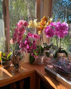 several potted orchids sit on a window sill