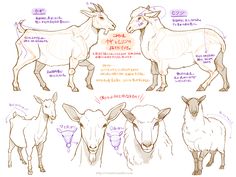 some goats with different facial expressions and their names in english, japanese, and chinese