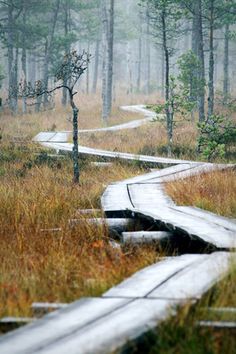 a wooden path in the middle of a grassy area with trees and grass on both sides