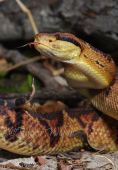 a close up of a snake on the ground with it's mouth open and tongue out