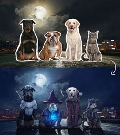 three dogs and two cats sitting in front of a full moon with the same image