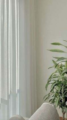 a potted plant sitting next to a window with white drapes on the windowsill