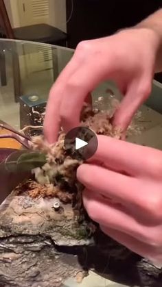 a person is cutting up some kind of plant