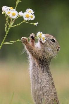 a small rodent standing on its hind legs and reaching up to grab some daisies