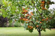 an orange tree with lots of fruit growing on it's branches in the yard