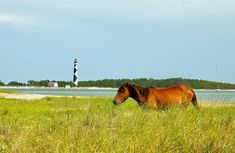 a brown horse standing on top of a lush green field next to a light house