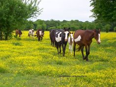 a group of horses walking through a field full of yellow flowers in the summertime