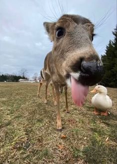 an animal sticking its tongue out with another animal in the back ground behind it and one duck on the other side