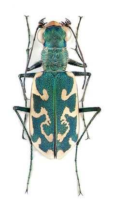 a green and white insect on a white background