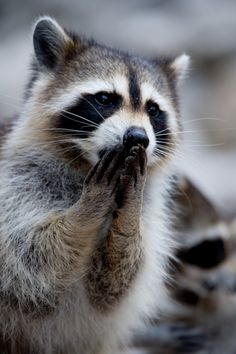 a raccoon is standing on its hind legs and looking at the camera with it's hands in his mouth