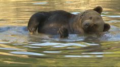 a bear is swimming in the water