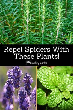 different types of plants with the words repel spiders with these plants on them