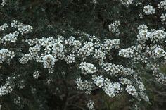 small white flowers are blooming on a tree