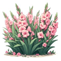 the pink flowers are blooming in the garden on the white background, there is no image to describe