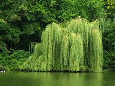 a large willow tree in the middle of a lake surrounded by green trees and bushes