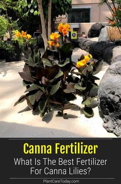 the words canna fertilizer what is the best fertiizer for canna lilies?