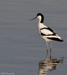 a black and white bird is standing in the water