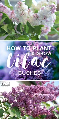 lila flowers with the words how to plant and grow lila bushes