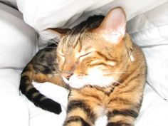 a cat laying on top of a white bed covered in blankets and pillows with its eyes closed